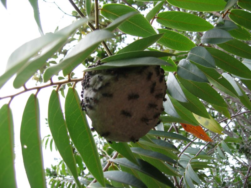 2008-01-09 Chapada (45) wasps